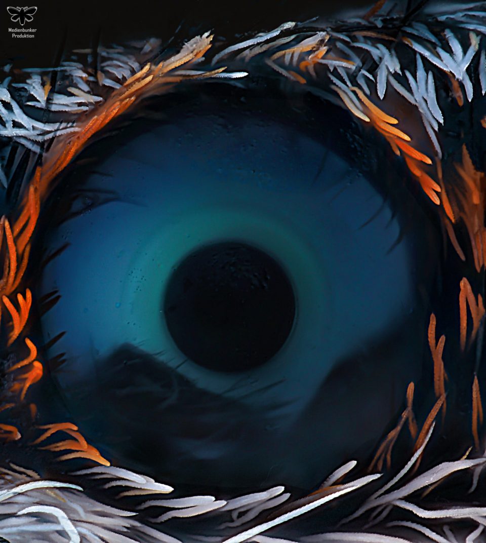 Auge einer Springspinne