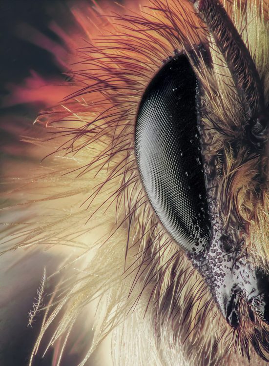 Devils Bumblebee im Terra Mater Magazine