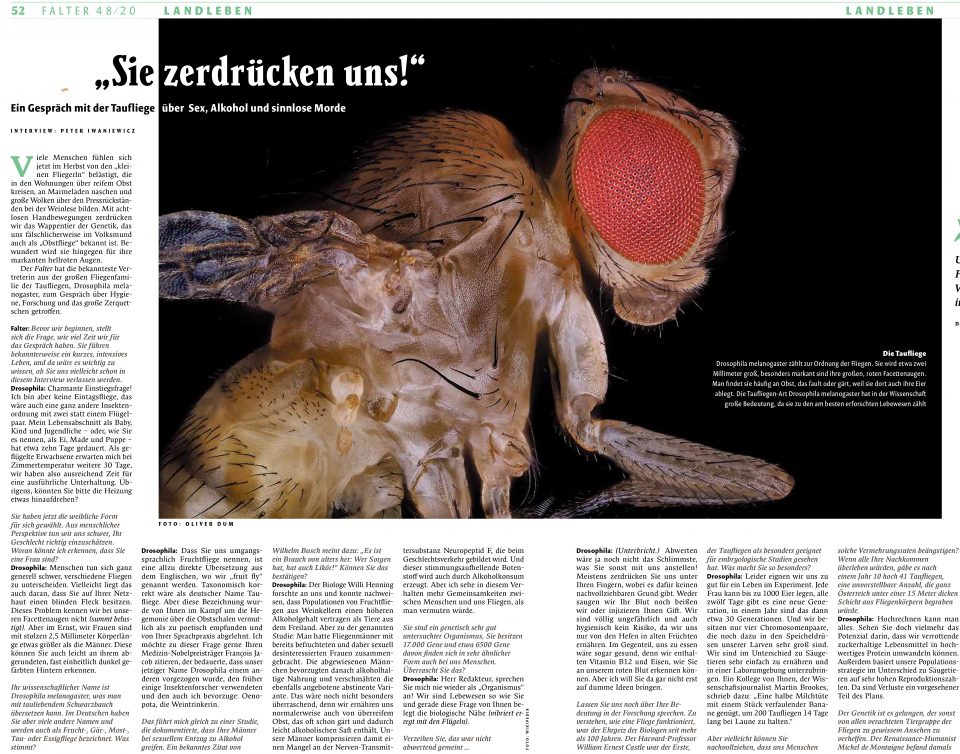 Fruchtfliege Aktuell im Falter.AT 48/20
