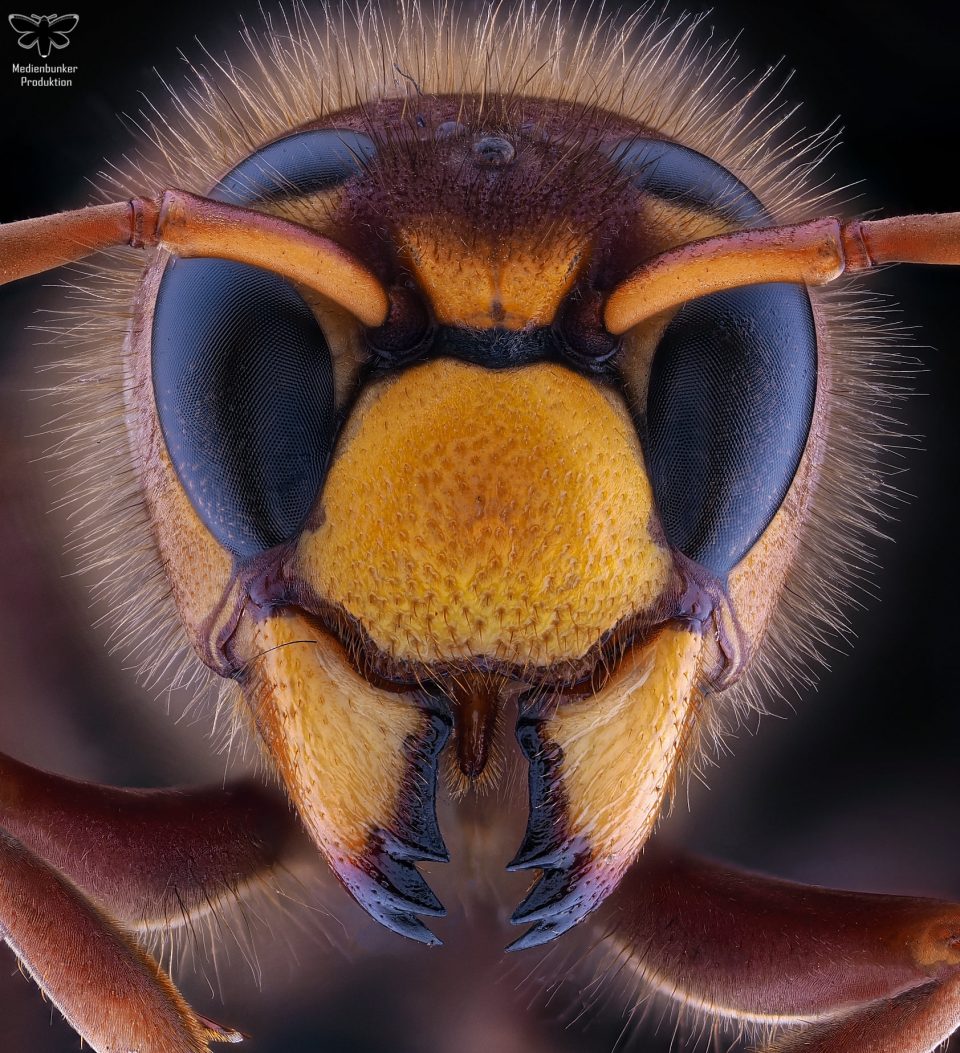Hornisse (Vespa crabro)