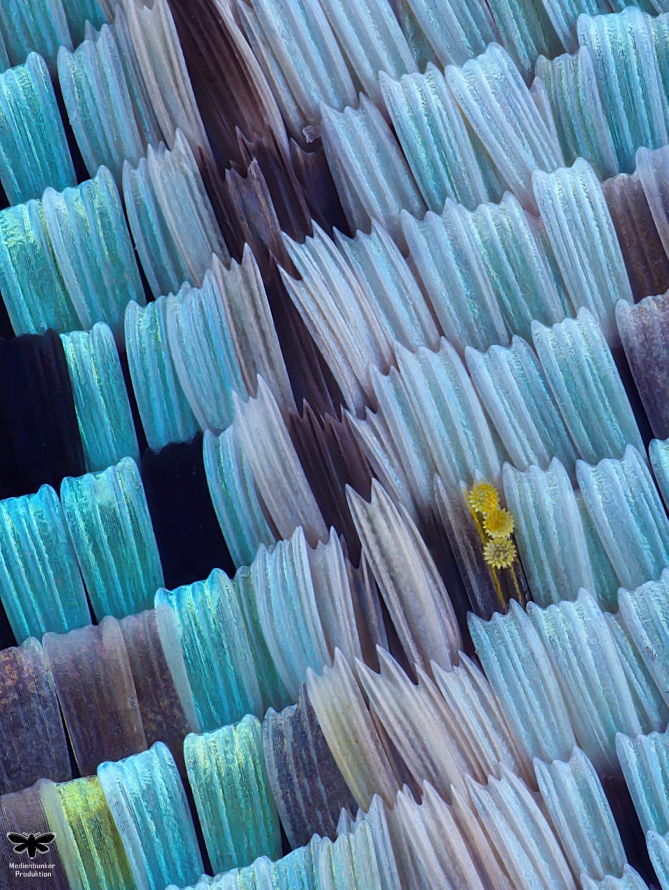 Madagaskar-Sonnenuntergang-Motte (Chrysiridia rhipheus)