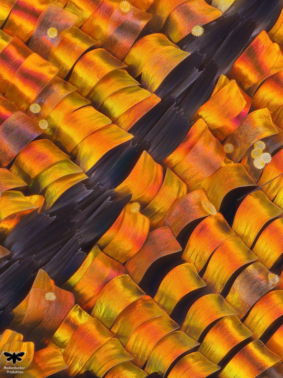 Madagaskar-Sonnenuntergang-Motte2 (Chrysiridia rhipheus)