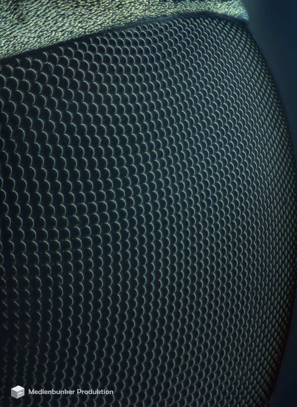 Planet Fliegenauge @ 20X