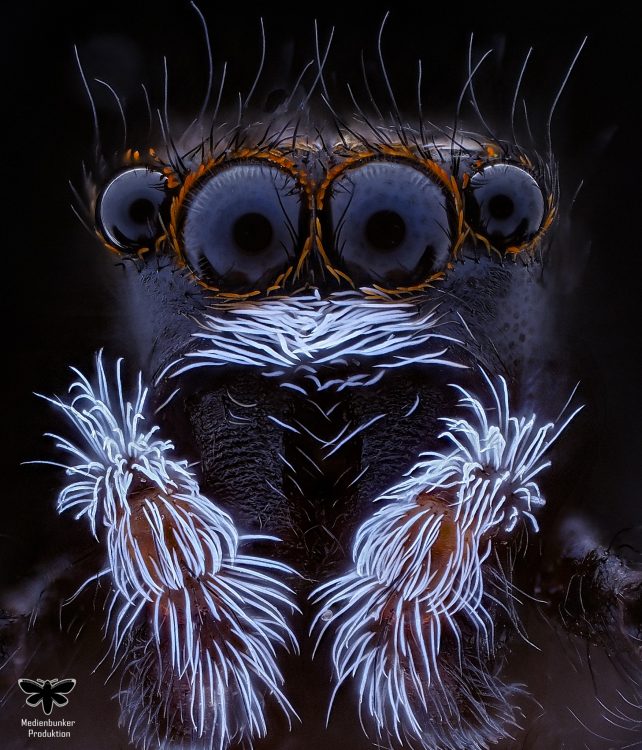 Rinden-Keilspringspinne (Pseudeuophrys erratica