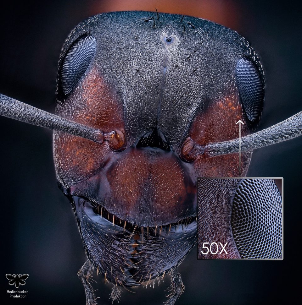 Rote Waldameise (Formica rufa)