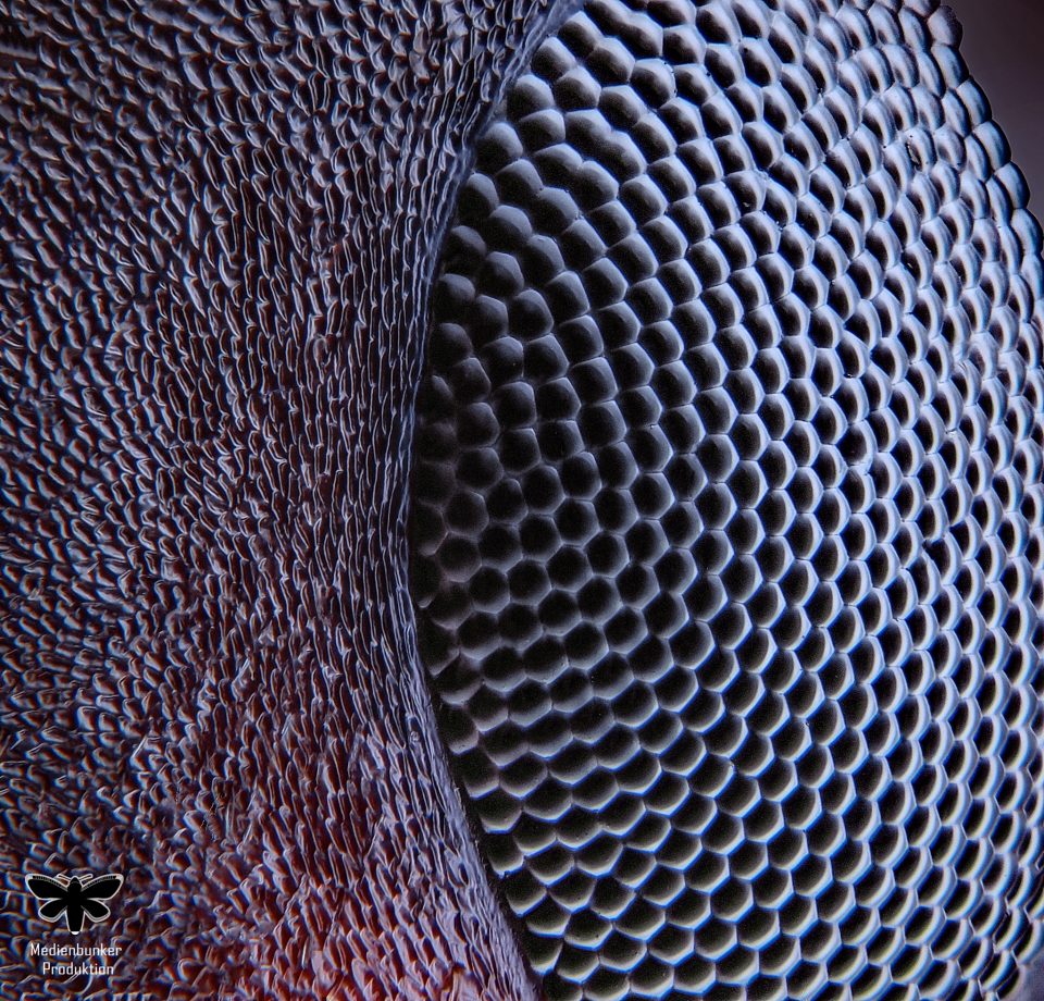 Rote Waldameise (Formica rufa)50X