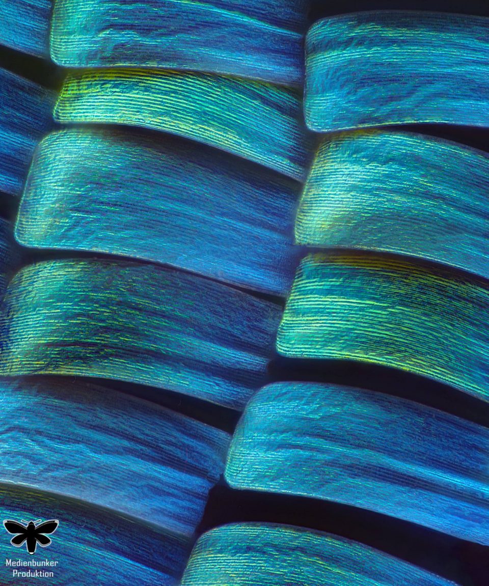 Schuppen einer Madagaskar-Sonnenuntergangs-Motte @ 66.66X