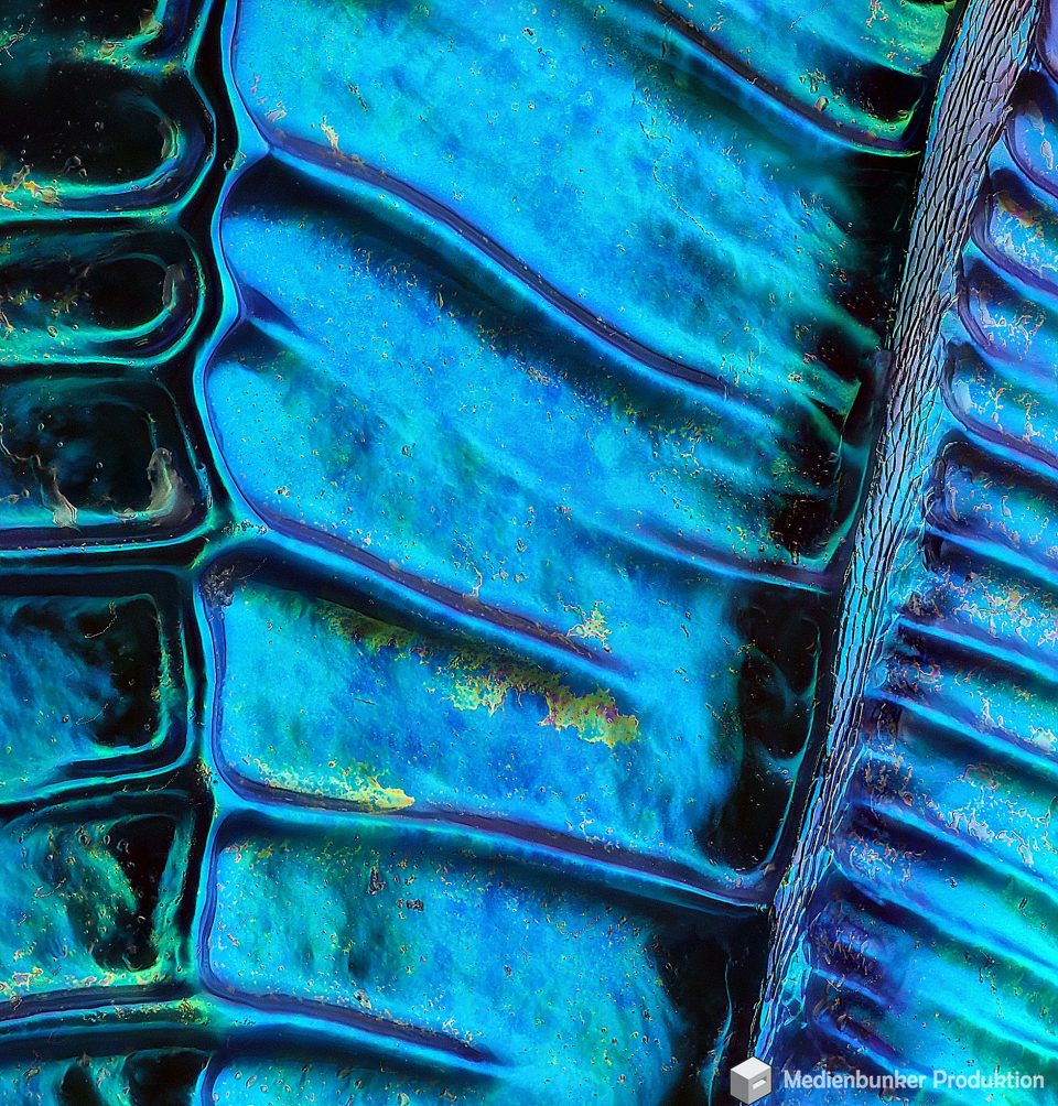 StruktureeinerGoldwespe