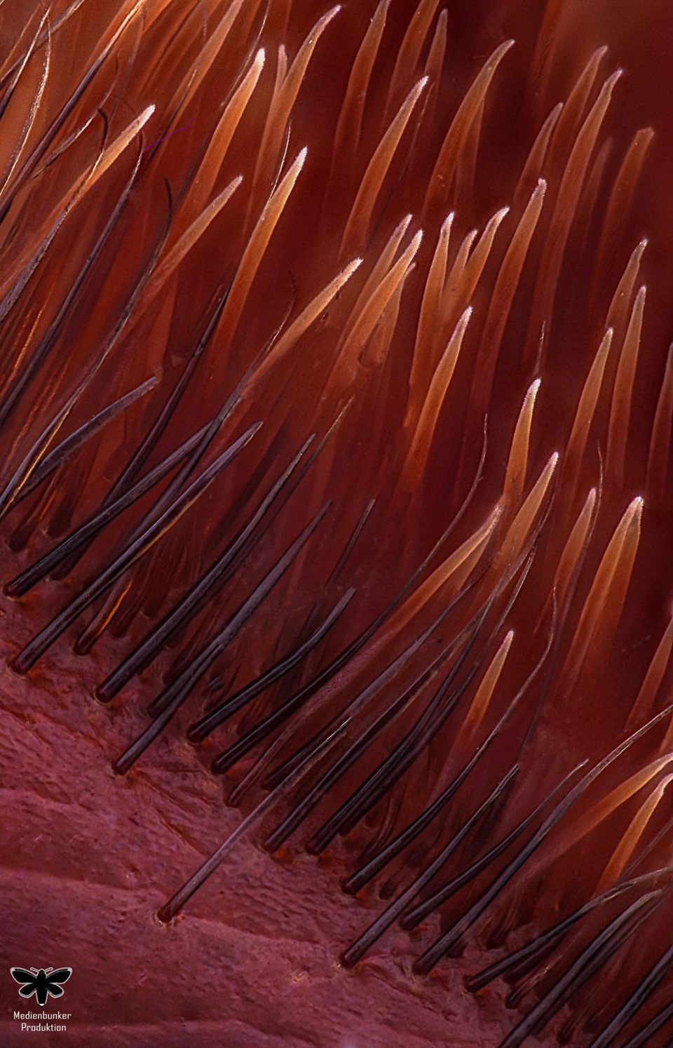 TasthaareeinerVogelspinne1