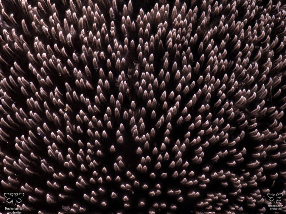 TasthaareeinerVogelspinne2