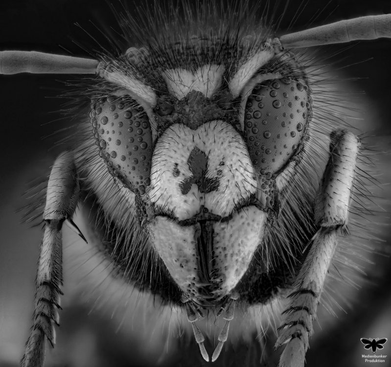 Wespe SW V1.1 (Vespula germanica)
