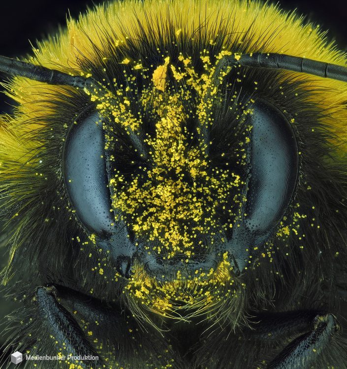 Wiesenhummel (Bombus pratorum)