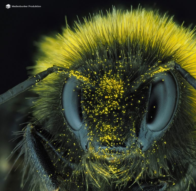 Wiesenhummel (Bombus pratorum) + Pollen einer mexikanischen Sonnenblume (Tithonia diversifolia)
