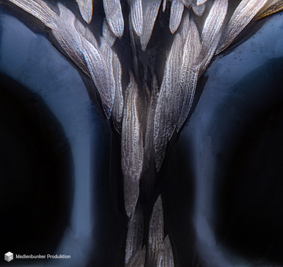 Zebraspringspinne (Salticus scenicus) @ 100X