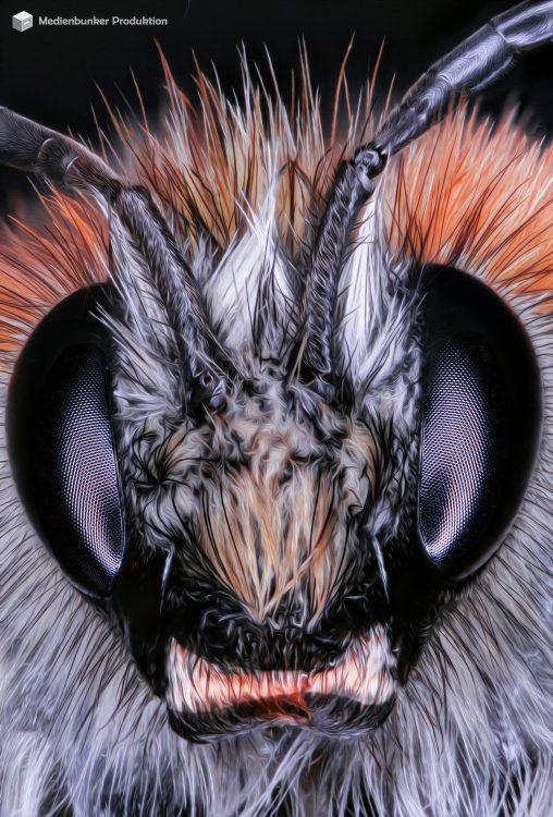 angrybumblebee1
