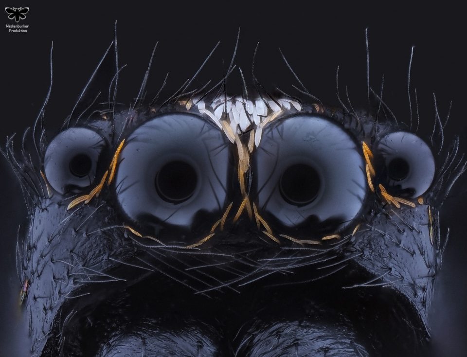 ugen einer Springspinne (Salticus scenicus) @ 40X